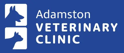 adamstonvet.jpg